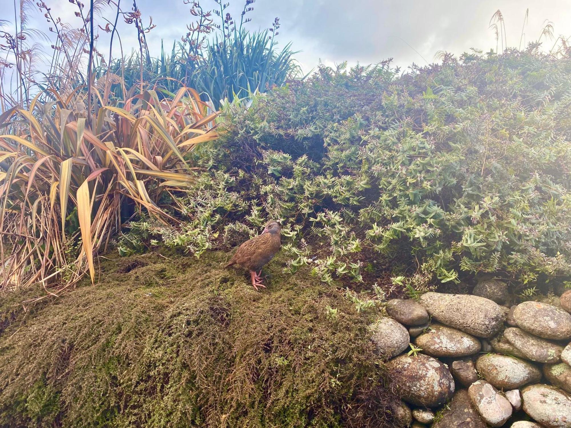 Wild Weka Eco Stay - Off-Grid 4Wd Recommended Waimarie Buitenkant foto